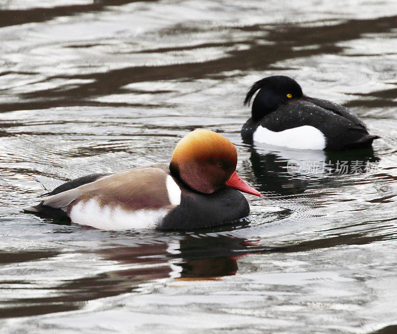 红冠鸭(Netta rufina)雄性